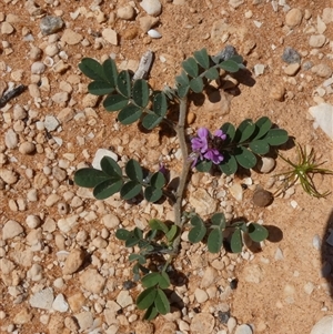 Unidentified Other Wildflower or Herb at Nanga, WA by Paul4K