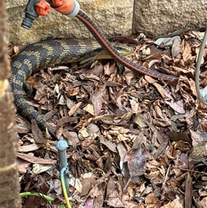 Tiliqua scincoides scincoides at Aranda, ACT - 19 Oct 2024