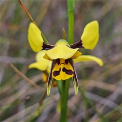 Diuris sulphurea (Tiger Orchid) at Bombay, NSW - 19 Oct 2024 by MatthewFrawley