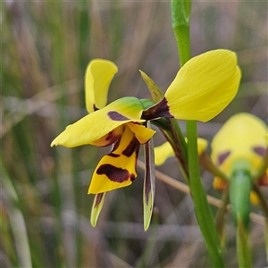 Diuris sulphurea at Bombay, NSW - 19 Oct 2024