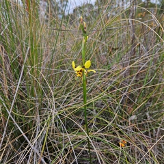 Diuris sulphurea at Bombay, NSW - 19 Oct 2024