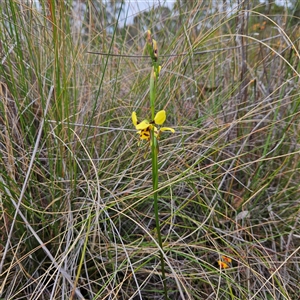 Diuris sulphurea at Bombay, NSW - 19 Oct 2024