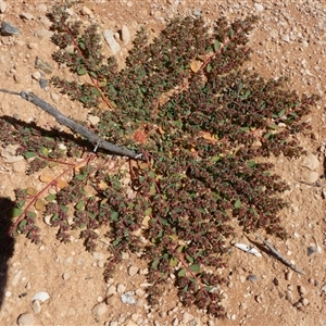 Euphorbia drummondii at Nanga, WA by Paul4K