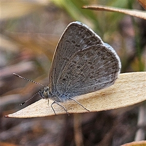 Zizina otis at Bombay, NSW - 19 Oct 2024