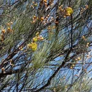 Unidentified Other Shrub at Nanga, WA by Paul4K