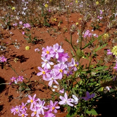 Unverified Daisy at Hamelin Pool, WA - 11 Sep 2024 by Paul4K