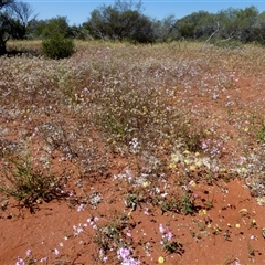 Unidentified at suppressed - 11 Sep 2024