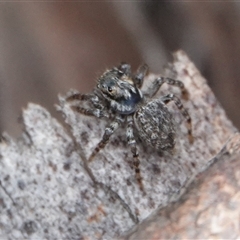 Salticidae (family) (Jumping spider) at Hall, ACT - 19 Oct 2024 by Anna123