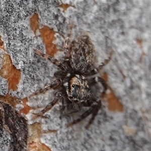 Salticidae (family) at Hall, ACT - 19 Oct 2024 11:44 AM