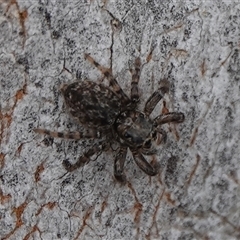 Salticidae (family) at Hall, ACT - 19 Oct 2024 11:44 AM