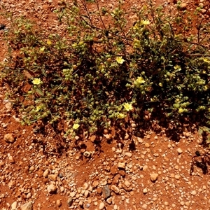 Unidentified Other Wildflower or Herb at Hamelin Pool, WA by Paul4K