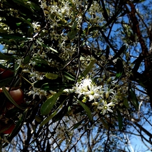 Unidentified Other Shrub at Hamelin Pool, WA by Paul4K