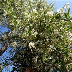 Bursaria occidentalis at Hamelin Pool, WA - 11 Sep 2024 02:43 PM