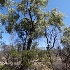 Bursaria occidentalis at Hamelin Pool, WA - 11 Sep 2024 02:43 PM