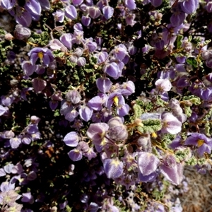 Unidentified Other Shrub at Meadow, WA by Paul4K