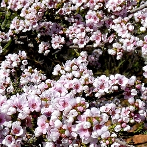 Unidentified Other Shrub at Nerren Nerren, WA by Paul4K