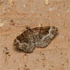 Epyaxa sodaliata (Sodaliata Moth, Clover Moth) at Harrison, ACT - 17 Oct 2024 by DPRees125