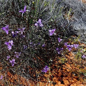 Unidentified Other Wildflower or Herb at Nerren Nerren, WA by Paul4K