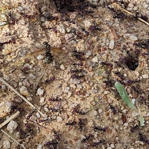 Iridomyrmex purpureus at Symonston, ACT - 19 Oct 2024