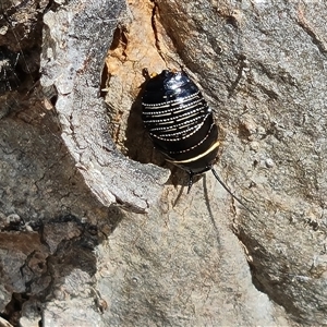 Ellipsidion australe at Symonston, ACT - 19 Oct 2024