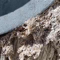 Papyrius sp. (genus) at Symonston, ACT - suppressed