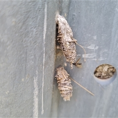 Psychidae (family) IMMATURE (Unidentified case moth or bagworm) at Symonston, ACT - 19 Oct 2024 by Mike