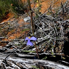 Lobelia heterophylla at Nerren Nerren, WA - 11 Sep 2024 by Paul4K