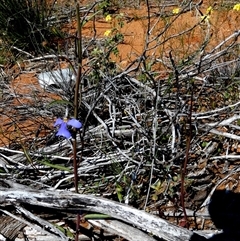 Lobelia heterophylla at Nerren Nerren, WA - 11 Sep 2024