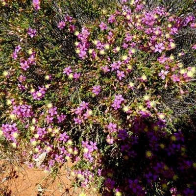 Unverified Other Shrub at Nerren Nerren, WA - 11 Sep 2024 by Paul4K
