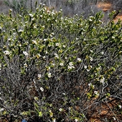 Unverified Other Shrub at Nerren Nerren, WA - 11 Sep 2024 by Paul4K