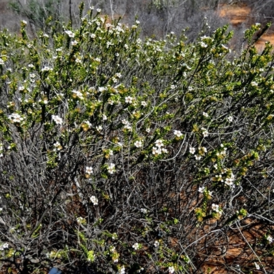 Unverified Other Shrub at Nerren Nerren, WA - 11 Sep 2024 by Paul4K