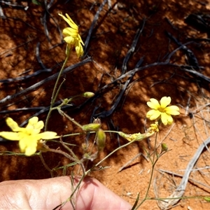 Goodenia pusilliflora at Nerren Nerren, WA by Paul4K