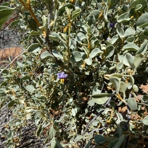 Solanum lasiophyllum at Nerren Nerren, WA by Paul4K