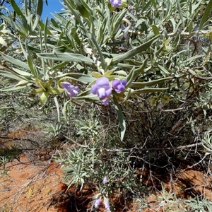 Unidentified Other Shrub at Nerren Nerren, WA by Paul4K