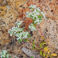 Poranthera microphylla (Small Poranthera) at Bombay, NSW - 19 Oct 2024 by MatthewFrawley