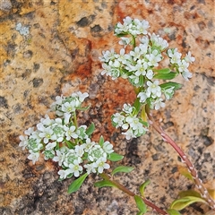 Poranthera microphylla at Bombay, NSW - 19 Oct 2024 11:09 AM