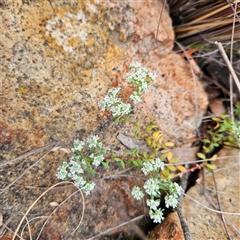 Poranthera microphylla at Bombay, NSW - 19 Oct 2024