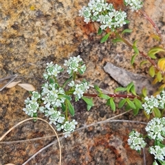 Poranthera microphylla at Bombay, NSW - 19 Oct 2024 11:09 AM