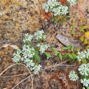 Poranthera microphylla at Bombay, NSW - 19 Oct 2024