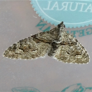 Phrissogonus laticostata at Yass River, NSW - 19 Oct 2024