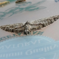 Phrissogonus laticostata at Yass River, NSW - 19 Oct 2024