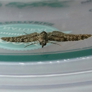 Phrissogonus laticostata at Yass River, NSW - 19 Oct 2024