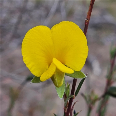 Gompholobium huegelii (pale wedge–pea) at Bombay, NSW - 19 Oct 2024 by MatthewFrawley