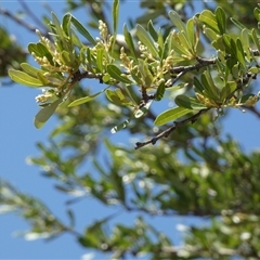 Unidentified Other Tree at Ajana, WA - 11 Sep 2024 by Paul4K