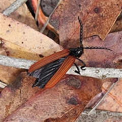 Porrostoma rhipidium (Long-nosed Lycid (Net-winged) beetle) at Bombay, NSW - 19 Oct 2024 by MatthewFrawley