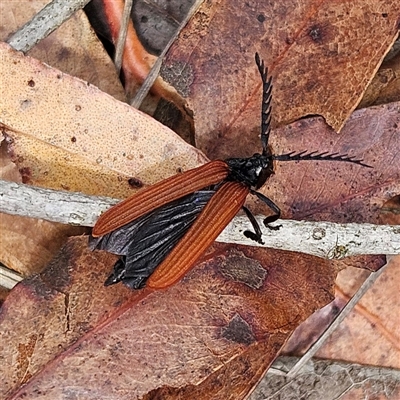 Porrostoma rhipidium (Long-nosed Lycid (Net-winged) beetle) at Bombay, NSW - 19 Oct 2024 by MatthewFrawley