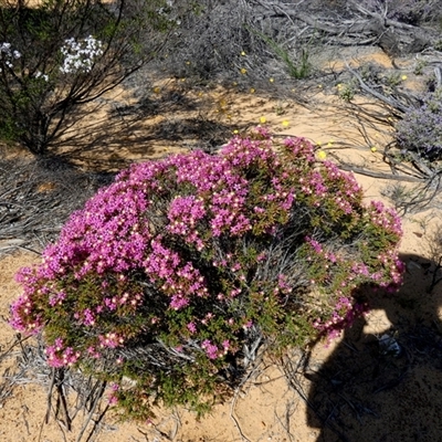 Unidentified Other Shrub at Ajana, WA - 11 Sep 2024 by Paul4K