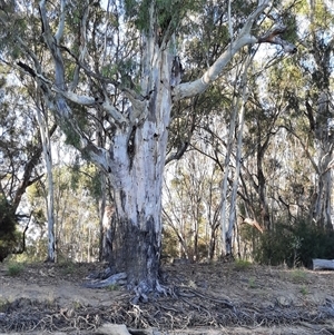 Eucalyptus sp. (A Gum Tree) at Rufus, NSW by MB