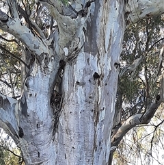 Eucalyptus sp. at Rufus, NSW - 5 Mar 2021