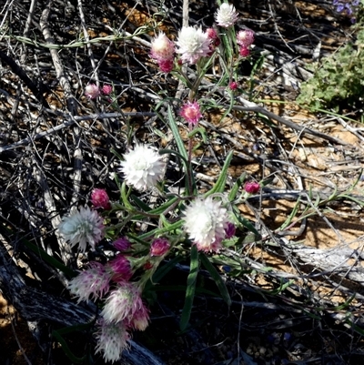 Unverified Daisy at Ajana, WA - 11 Sep 2024 by Paul4K